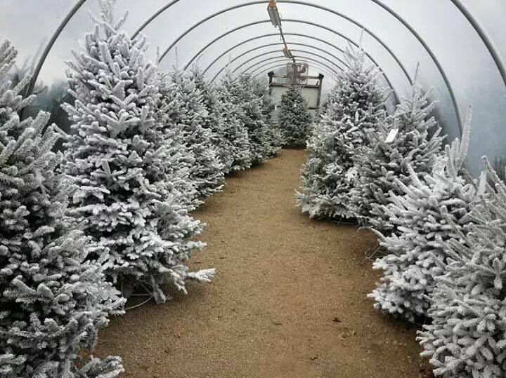 Red Barn Tree Shop